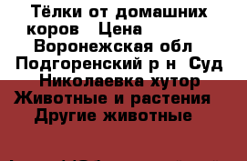 Тёлки от домашних коров › Цена ­ 15 000 - Воронежская обл., Подгоренский р-н, Суд-Николаевка хутор Животные и растения » Другие животные   
